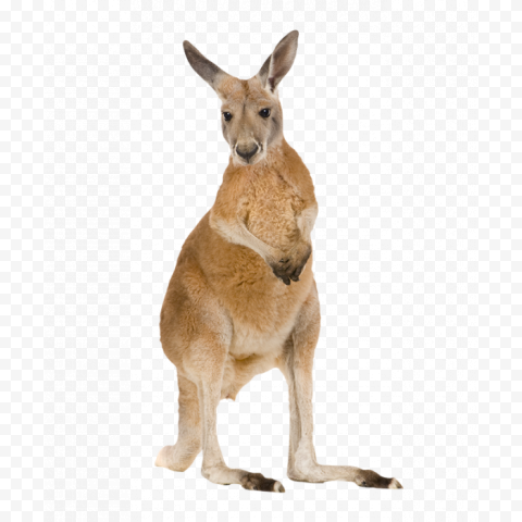 Red kangaroo Eastern grey kangaroo Tree kangaroo Western grey kangaroo, kangaroo, child, mammal, animals